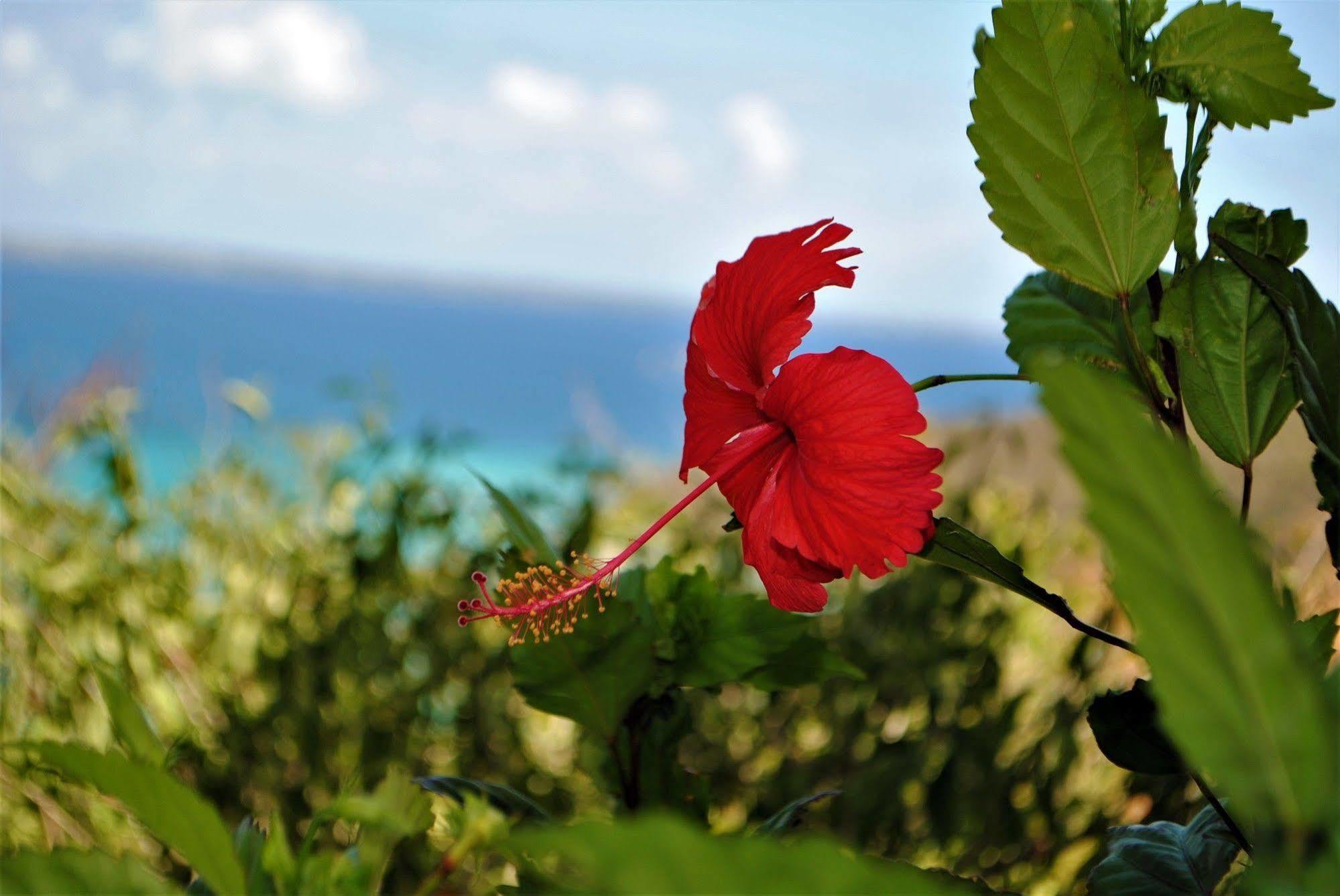 Marquis Boutique Hotel Anse Marcel ภายนอก รูปภาพ